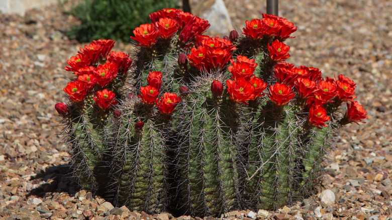 Hedgehog cactus in garden