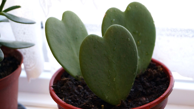 Hoya heart cactus in a flower pot