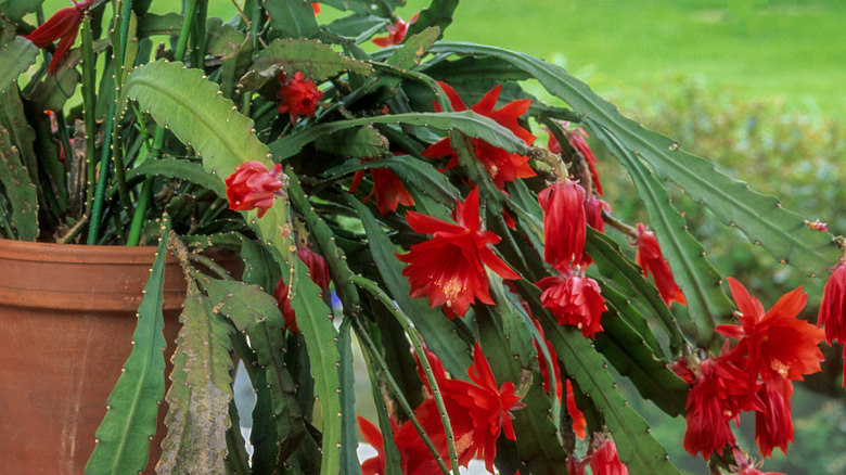 Orchid cactus in a flower pot