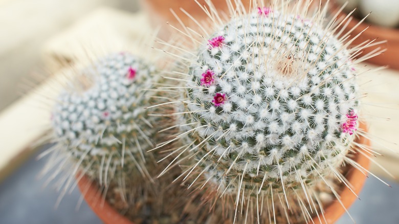 Pincushion cactus in a flower pot