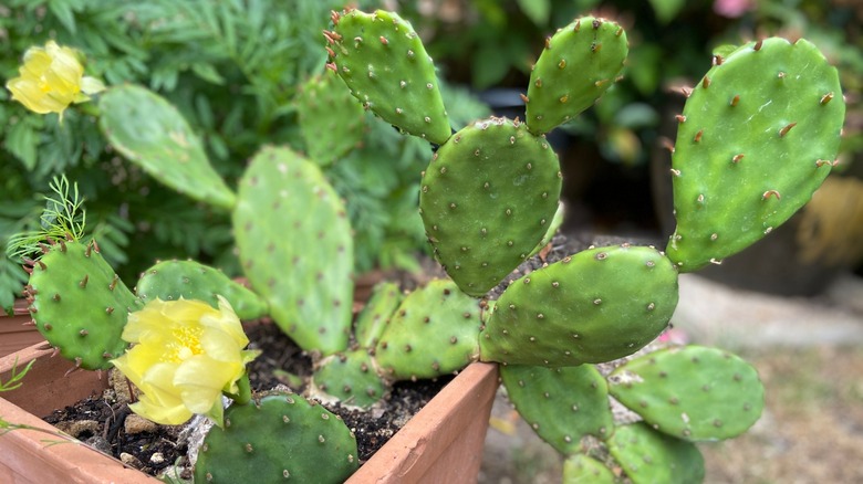 Prickly pear cactus in a flower pot