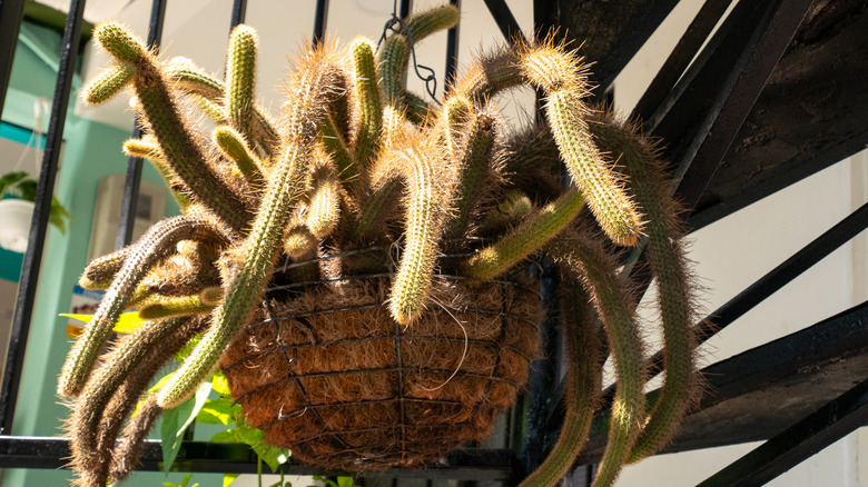 rat tail cactus in a hanging pot