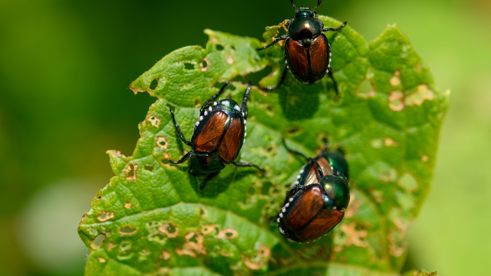 The Top 5 DIY Solutions For Keeping Pesky Japanese Beetles Out Of Your ...