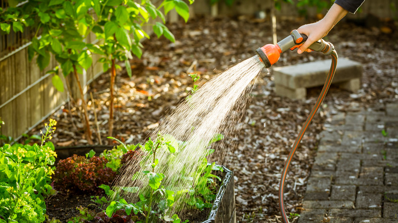 Watering garden bed