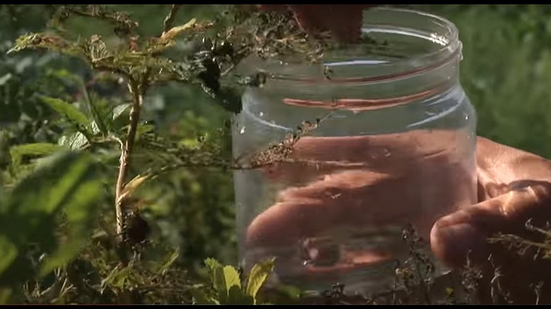 Placing jug under beetle-infested plant