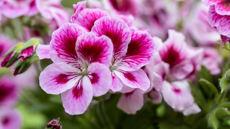 Geranium in garden