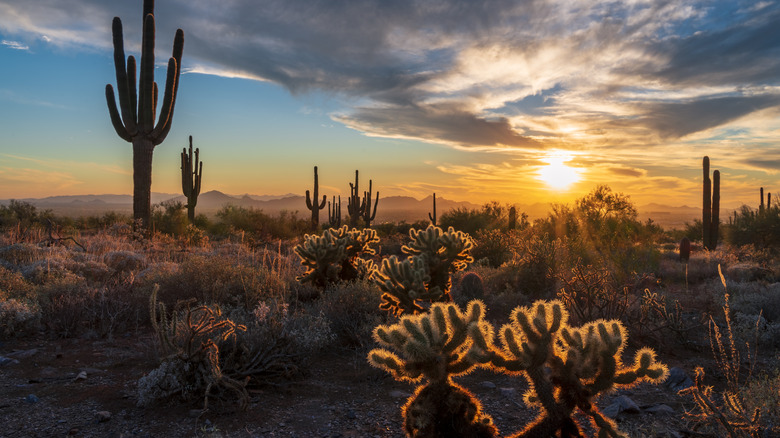 Cacti with sunset in desert