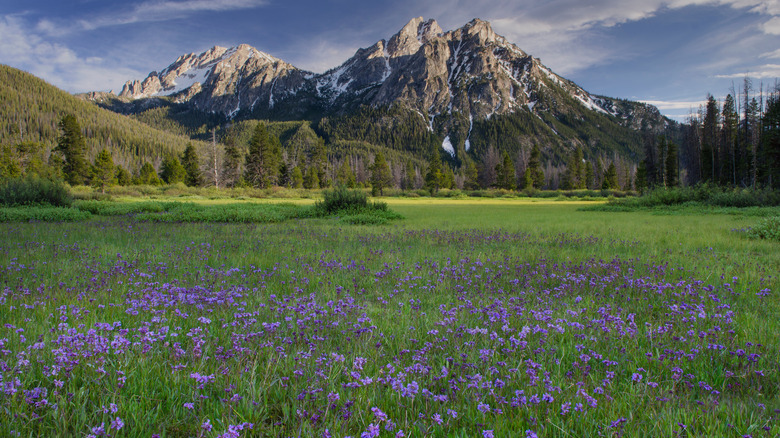 wildflowers and Sawtooth Mountains 