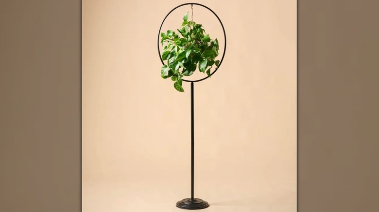 Pothos hanging in hoop plant stand