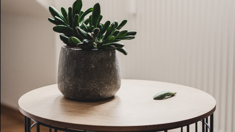 21 Best Indoor Plant Stands For Displaying Your Plants In 2023