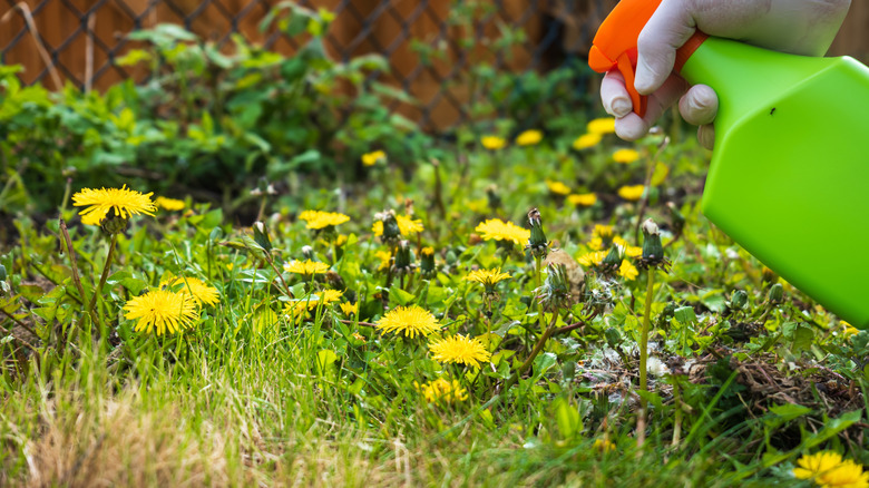 Spraying weeds