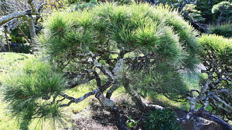 Japanese black pine with fungus on it