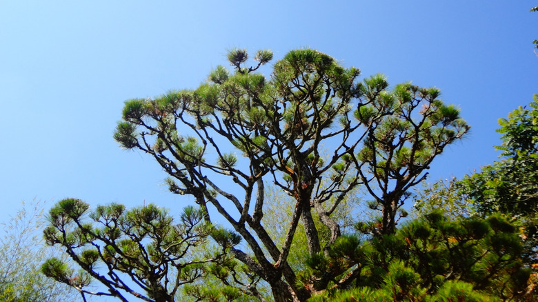 Japanese black pine tree with a blue sky in the background