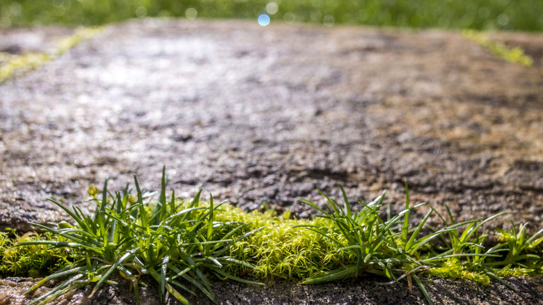 Grass and weeds growing up through a crack in stone paving by an area of lawn