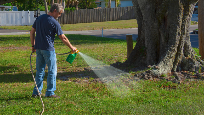 Person spraying weed killer on weeds in yard next to large tree