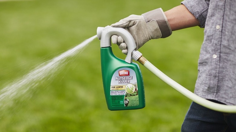 Hand holding Ortho Nutsedge Killer to spray on weeds