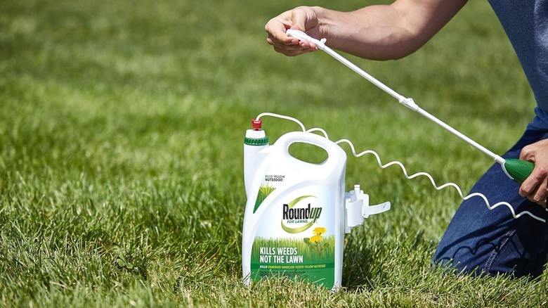 Person setting up the spray nozzle of Roundup for Lawns