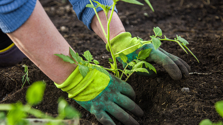 person growing lettuce leaves