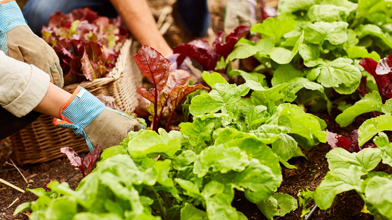 person in lettuce garden 