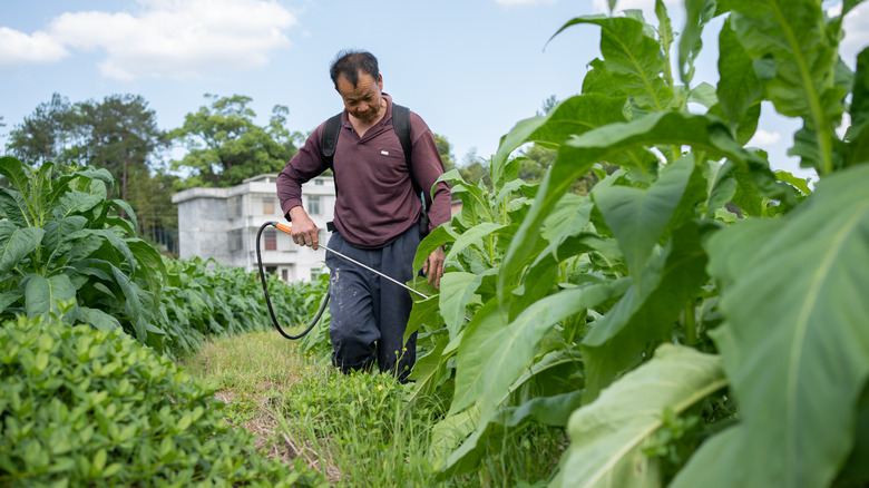 person spraying weeds