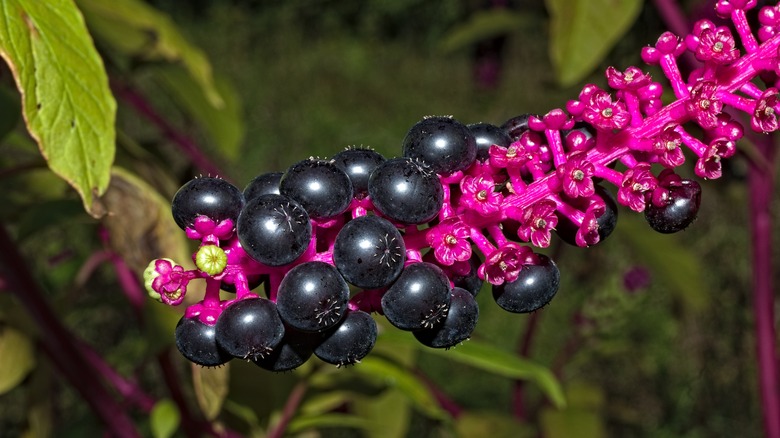 cluster of pokeweed berries