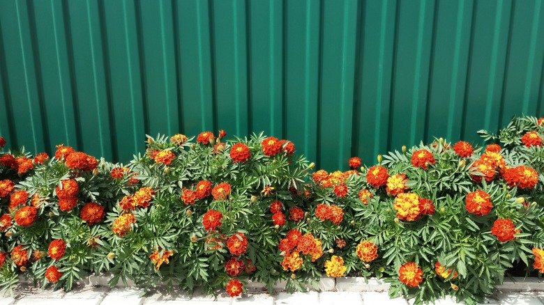 Marigolds and solid green fence