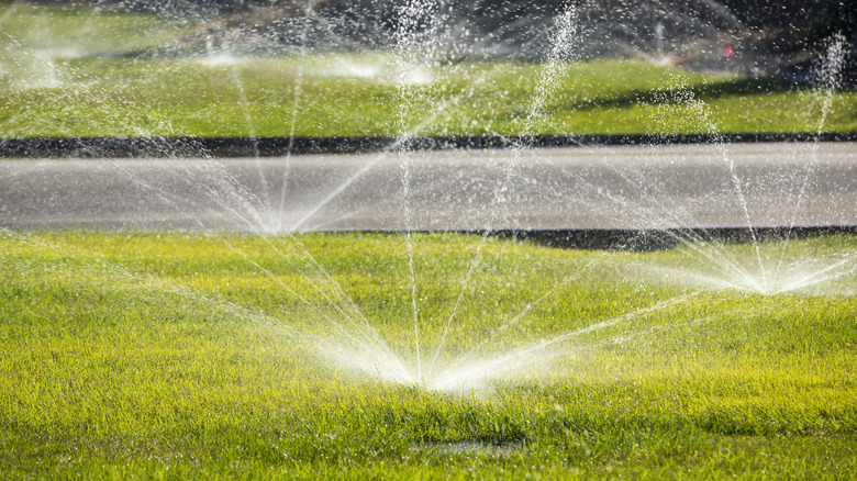 Sprinklers watering a green lawn by a road