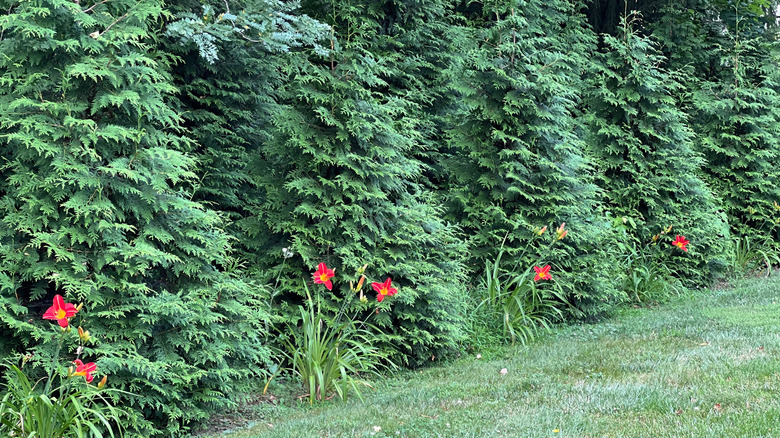 row of thuja green giant trees and four red flowers