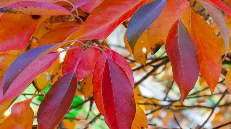 Black Tupelo tree fall leaves