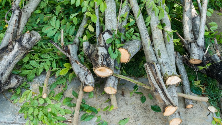 A few trimmed branches lie down on the floor