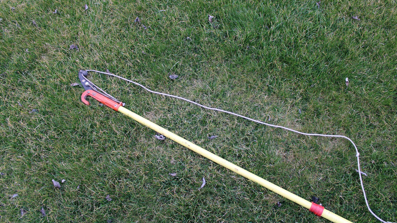 A pole pruner lies on the grass