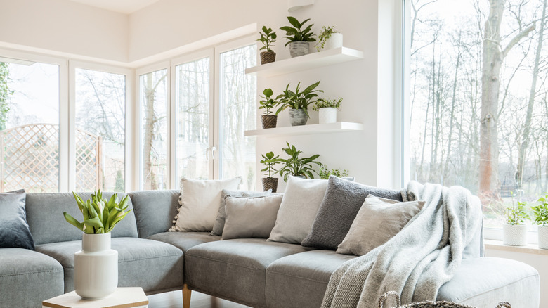 Plants surrounding living room 