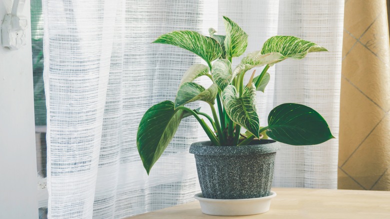 Philodendron Birkin in living room