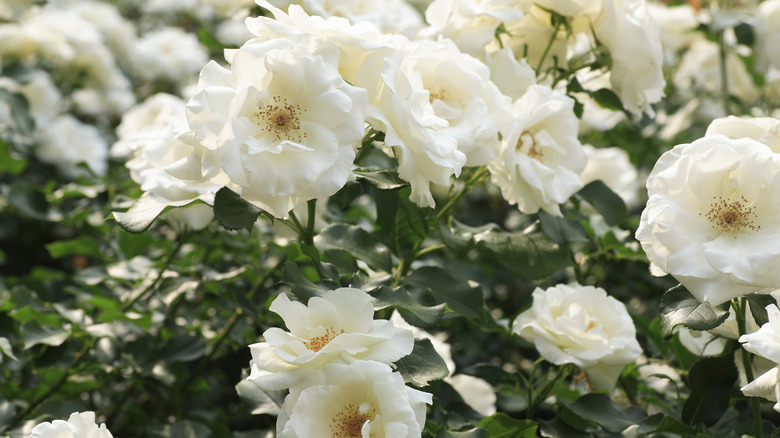 White rose garden