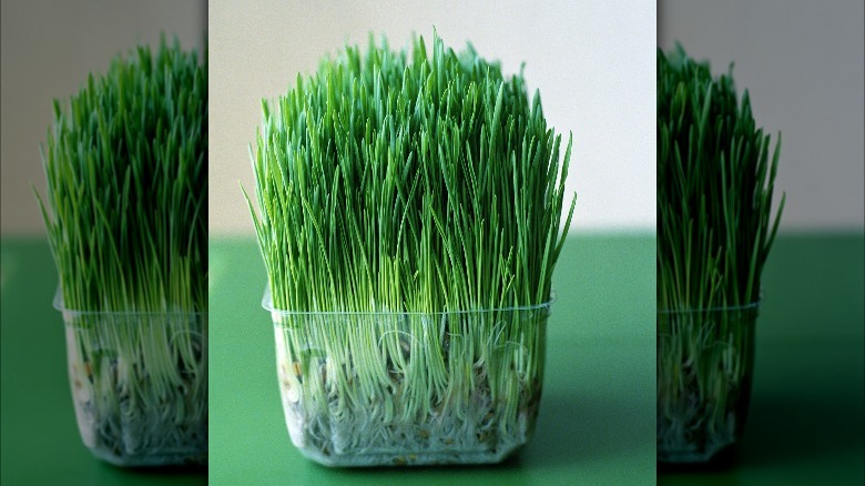 Wheatgrass growing in plastic container with water