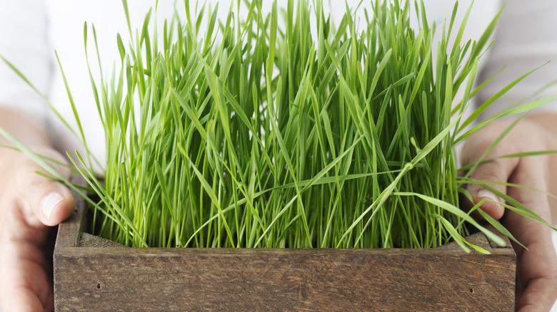 Someone holding a container with wheatgrass