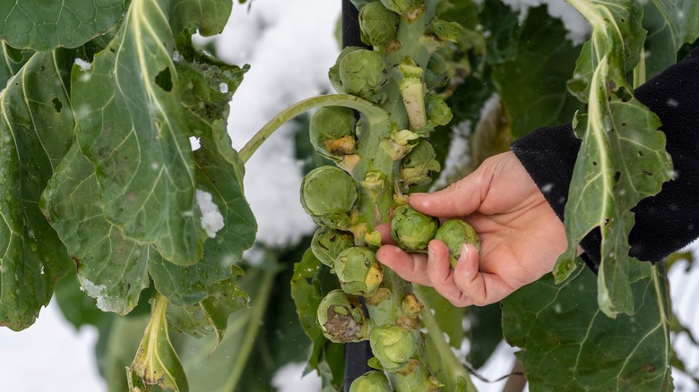 Brussels sprouts can keep growing in the snow.