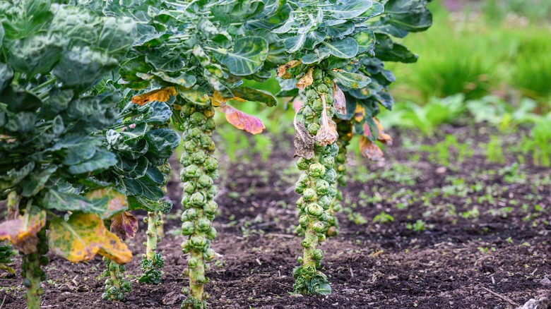 Brussels sprouts mature from the bottom up.