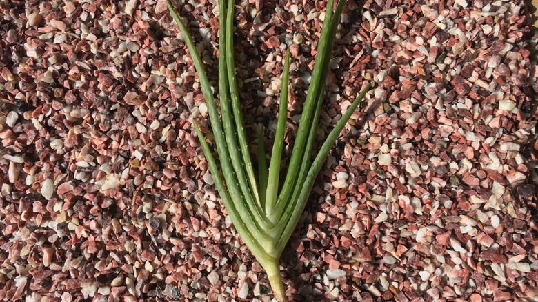 Aloe vera pup