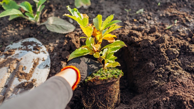 transplanting young magnolia tree plant