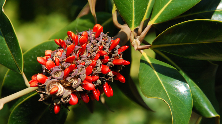 Magnolia berries and seed pod