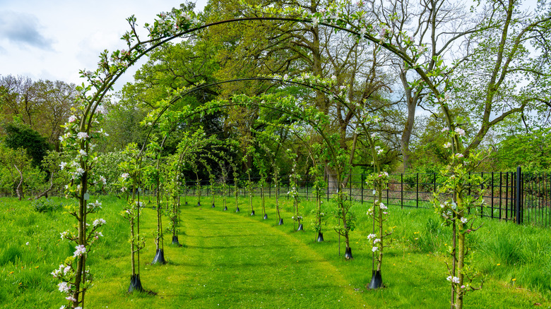 Cordon growing fruit trees