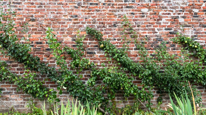 Cordon grown pear tree