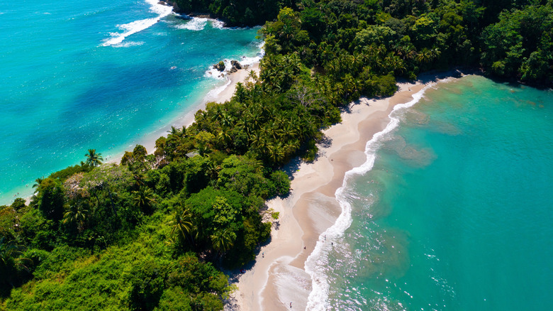 Different types of trees on a beach