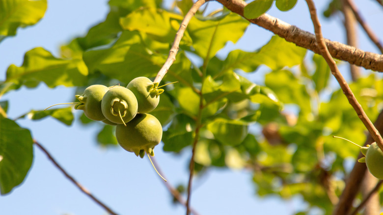 The green fruit of a manchineel tree