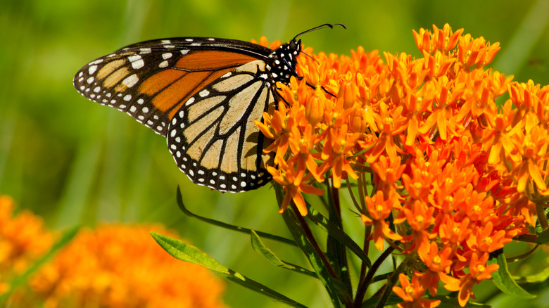 monarch on orange milkweed