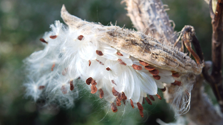 milkweed pod releasing seeds