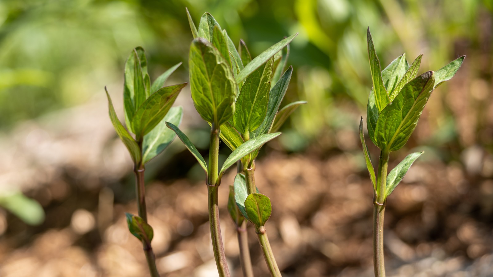 The Truth About Big Box Stores And Milkweed Is Really Upsetting