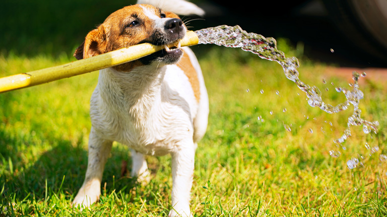 Dog with garden hose