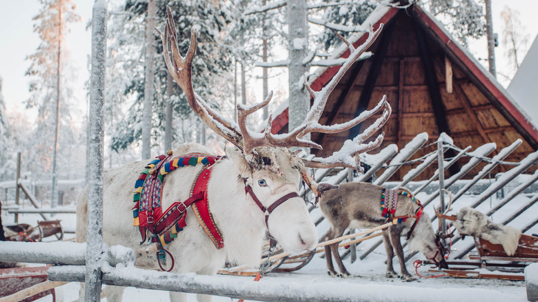 Reindeer in Finland, Christmas